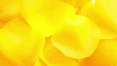 Çiçek yaprakları temiz arkaplan