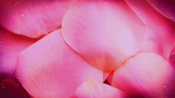 Pink Rose Petals Shiny Background — Stock Video