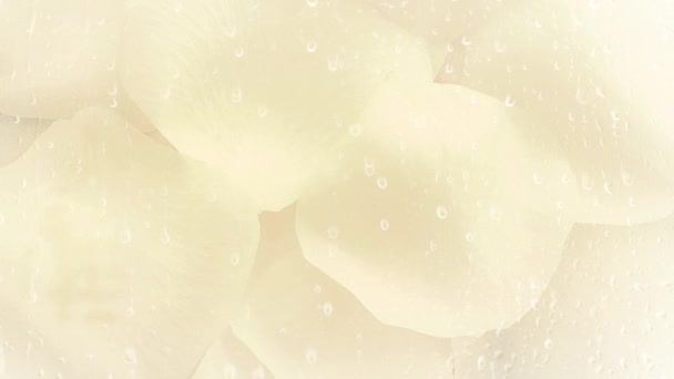 Virágos Rózsaszirmok Tiszta Háttér — Stock videók