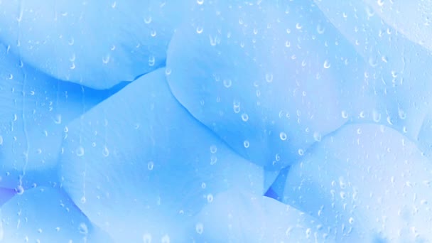蓝色玫瑰花瓣晶莹的背景 — 图库视频影像