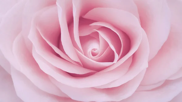 Pembe romantik gül yakın çekim