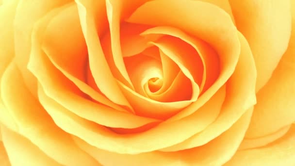 Rosa Romantische Rose Aus Nächster Nähe — Stockvideo
