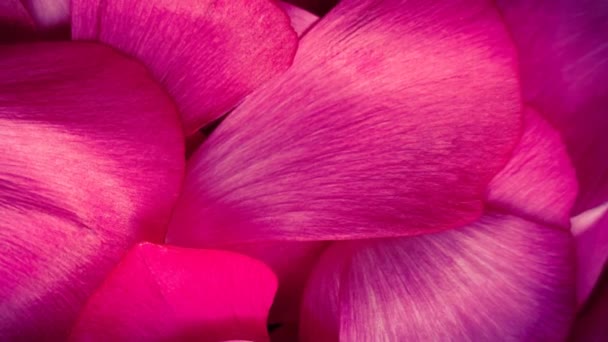 Floral Arranjo Flores Fundo — Vídeo de Stock