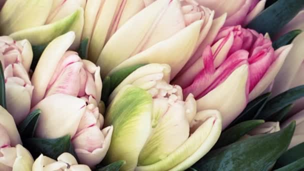 Bunte Tulpen Frühling Tulpenstrauß — Stockvideo