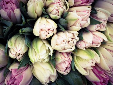 Laleler çiçek demetleri