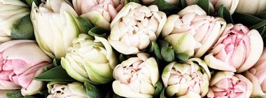 Laleler çiçek demetleri