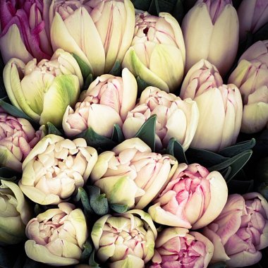 Laleler çiçek demetleri