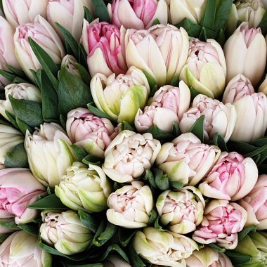 Laleler çiçek demetleri