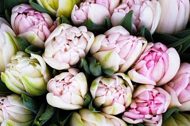 Laleler çiçek demetleri