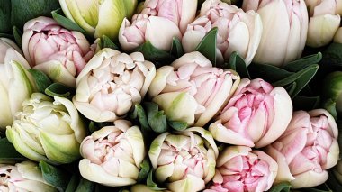 Laleler çiçek demetleri