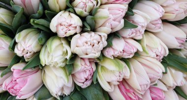 Laleler çiçek demetleri