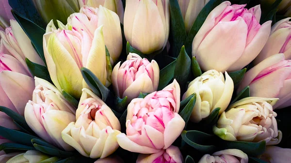 Tulips floral colors flower bunch