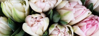 Bahar laleleri çiçek laleleri.