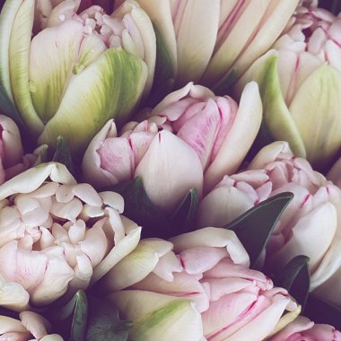 Bahar laleleri çiçek laleleri.