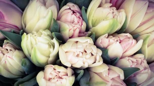 Весняні Тюльпани Букет Квітів Тюльпанів — стокове відео