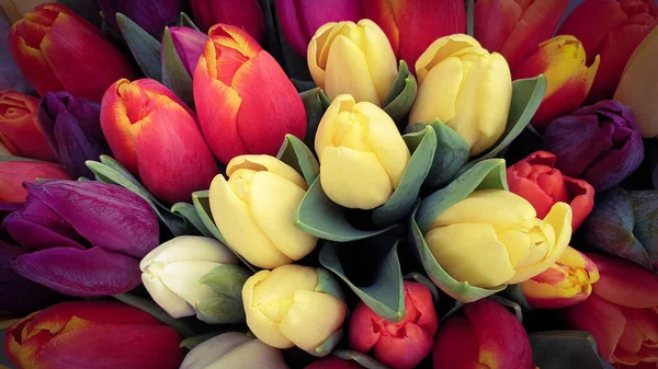 Tulipes Printemps Bouquet Tulipes Florales — Photo