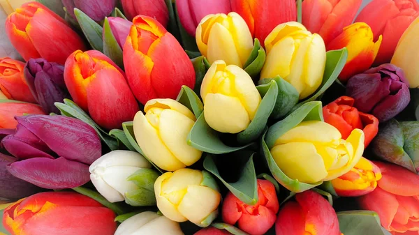 Manojo Tulipanes Florales Primavera — Foto de Stock