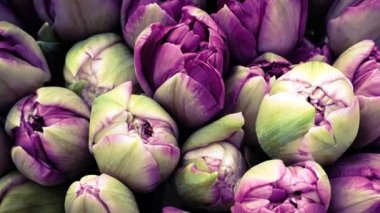 Bahar laleleri çiçek laleleri.