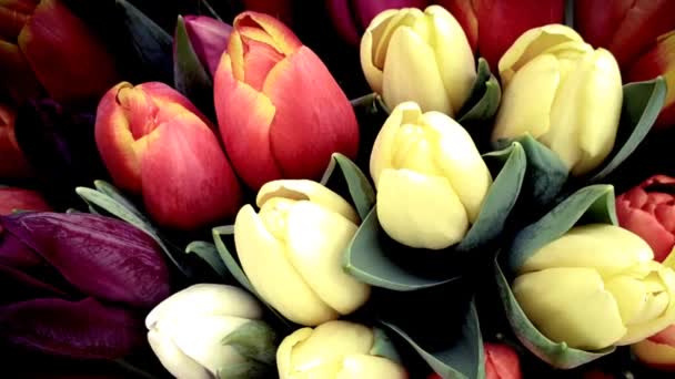 Frühling Tulpen Floralen Tulpenstrauß — Stockvideo