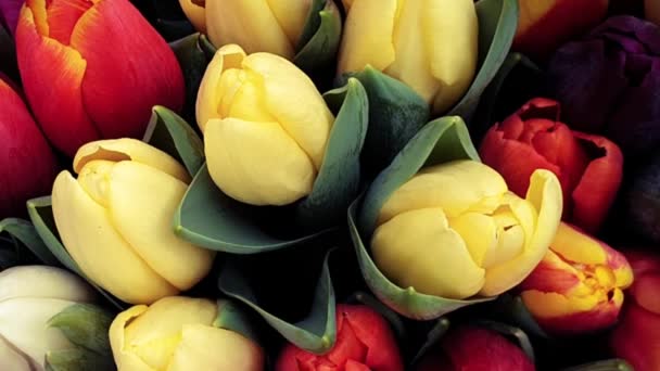 Frühling Tulpen Floralen Tulpenstrauß — Stockvideo