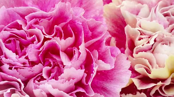 Spring tulips floral tulip bunch — Stock Footage Spring Tulips Floral Tulip Bunch Video Clip