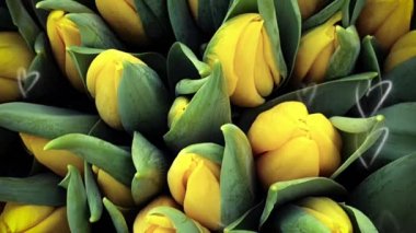 Bahar laleleri çiçek laleleri.