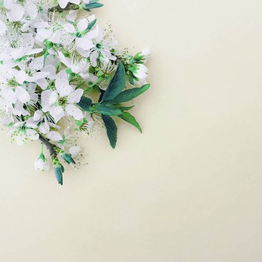 Kiraz çiçeği bahar çiçekleri arka planı