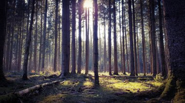 Orman ağacı ve güneş ışığı