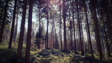 Orman ağacı ve güneş ışığı