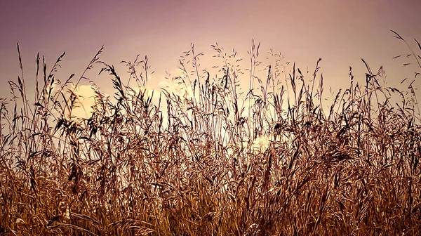 Wild Grass Romantic Scenery Clouds — Stock Photo, Image