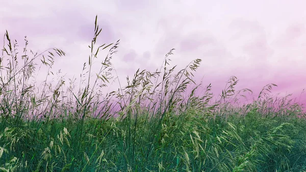雲と野生の草のロマンチックな風景 — ストック写真