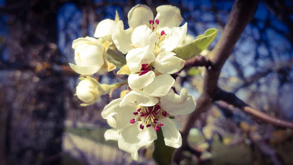 Třešňové Květy Modré Obloze Jaro — Stock fotografie