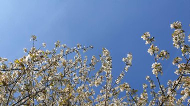 Mavi gökyüzünde kiraz çiçeği baharı