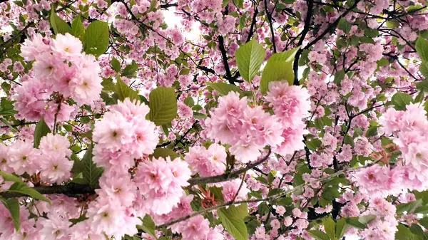 Pembe Kiraz Çiçekleri Güzel Bahar Çiçekleri — Stok fotoğraf