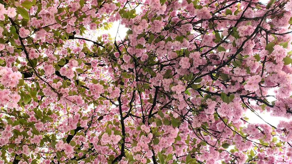 Růžové Květy Třešní Krásné Jarní Květy — Stock fotografie