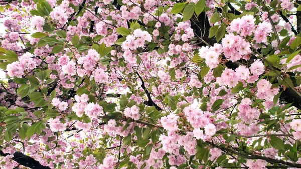 Pembe Kiraz Çiçekleri Güzel Bahar Çiçekleri — Stok fotoğraf