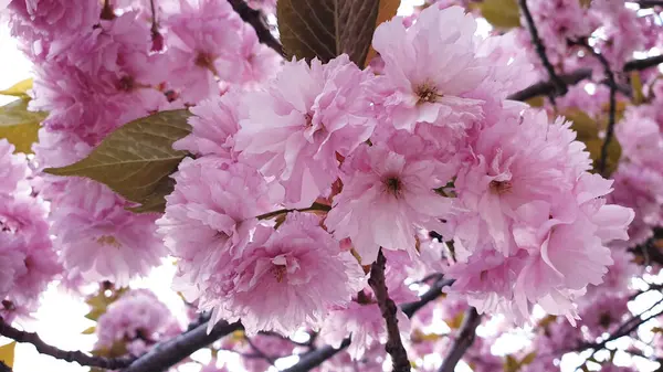 Flores Cerezo Rosa Hermosa Flor Primavera —  Fotos de Stock