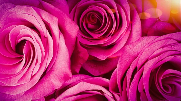粉红玫瑰背景灯 — 图库照片