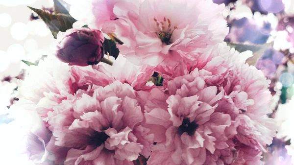粉红花朵的密闭 — 图库照片