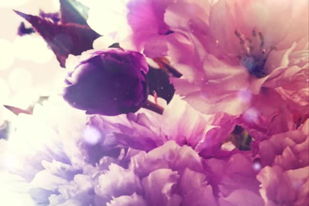 Beautiful Flowers Pink Blossom Bokeh Lights — Stock Video