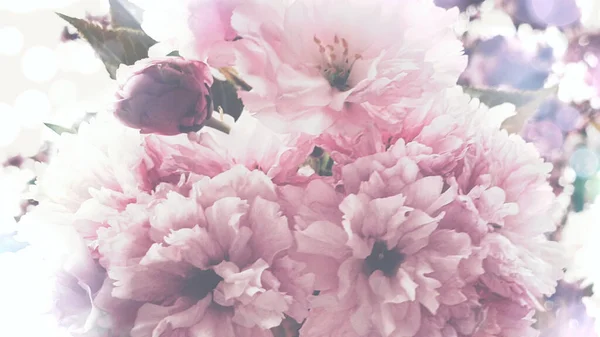 Цветы Розовые Бас Боксы — стоковое фото