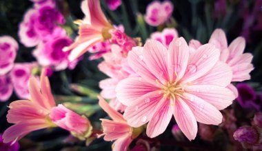 Güzel pembe çiçek İnanılmaz çiçekler