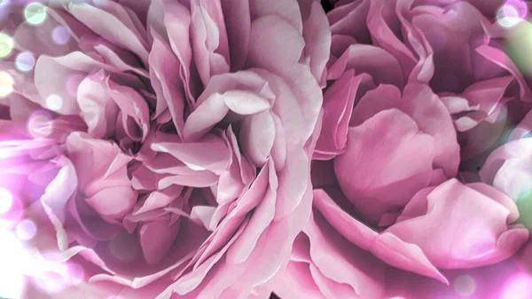 Розовые Лепестки Цветковых Летних Цветов — стоковое фото