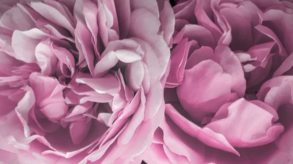 Rosafarbene Pfingstrosenblüten Blumige Sommerblumen — Stockfoto