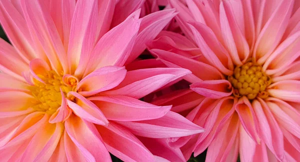 Pink exotic flower on black background