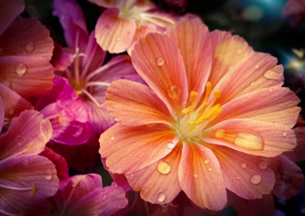 美丽的粉红色花朵 迷人的花朵 — 图库视频影像