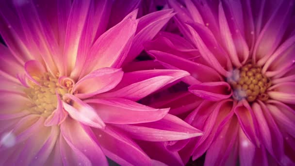 Vackra Rosa Blomma Fantastiska Blommor — Stockvideo