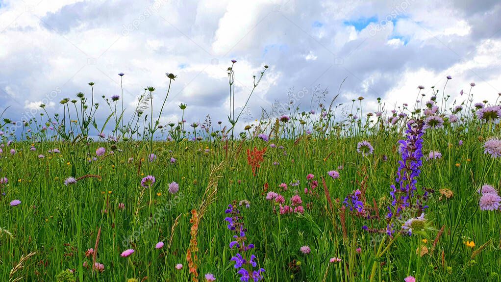 Flowers Meadow landscape with grass and wildflowers cloudy sky