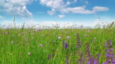 Çimenlerle ve kır çiçekleriyle kaplı, bulutlu gökyüzü