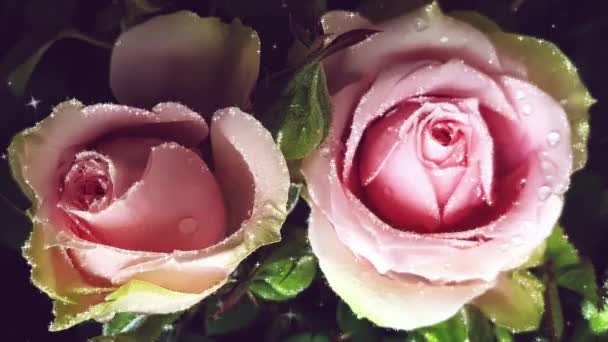 Pink Rose Close Beautiful — Stock Video